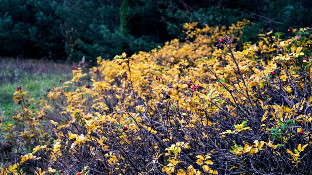 Antioxidants Explained: Why They Matter and Which Ones to Take