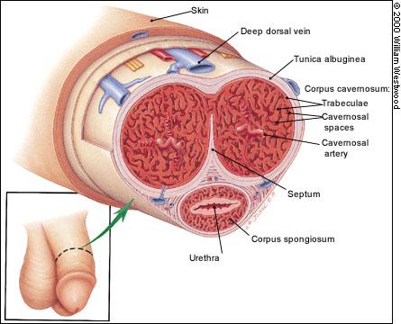 Dealing with Erectile Dysfunction: Couples’ Perspective and Intimacy