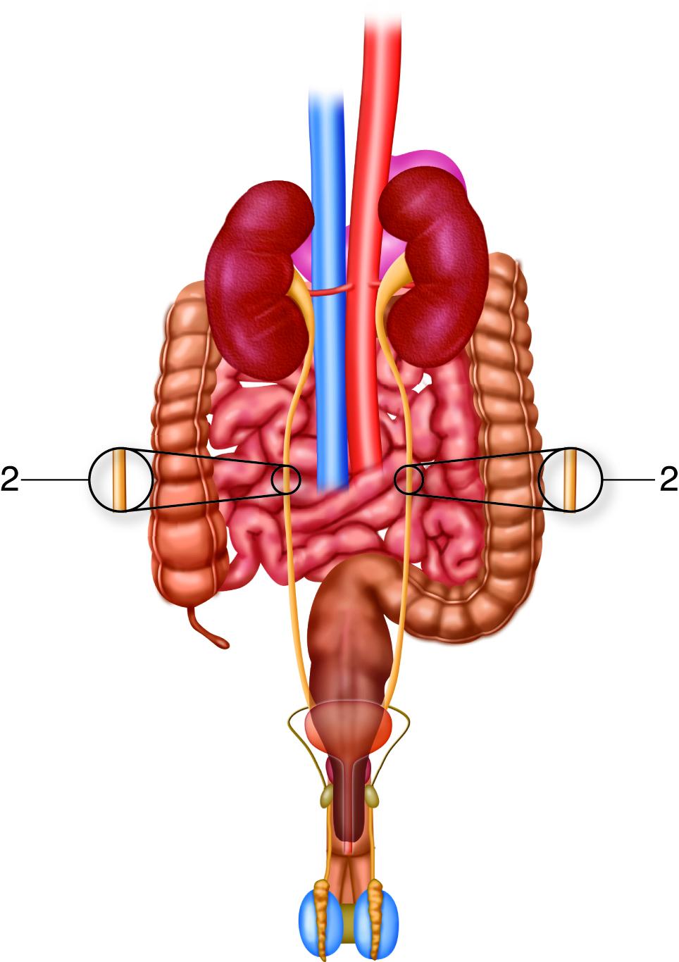 The Science Behind Creatine: A Workout Supplement Breakdown