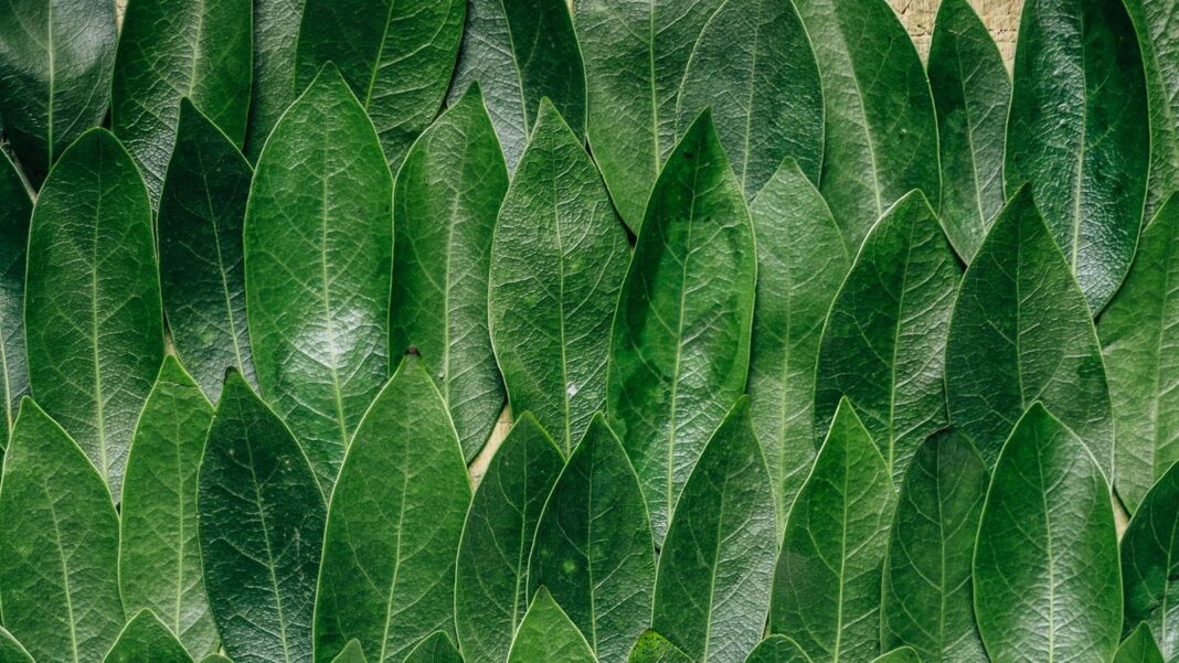 Male Pattern Baldness: Dealing with Hair Loss and Potential Solutions