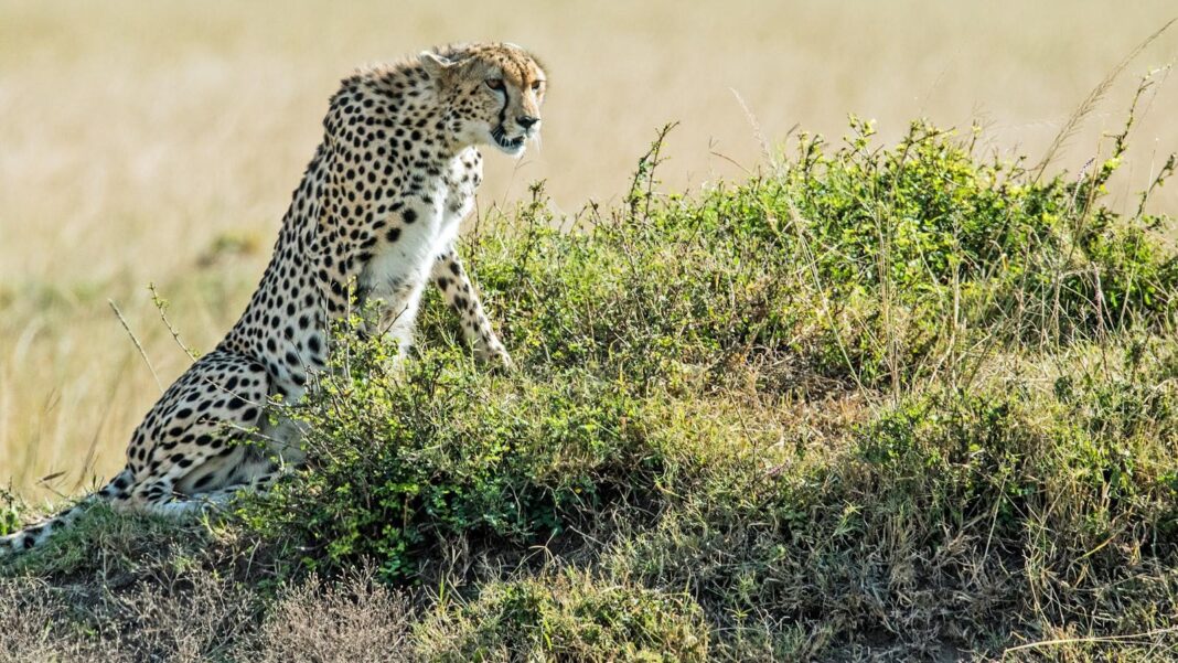 Cognitive Reserve Building: Activities to Keep Your Mind Sharp