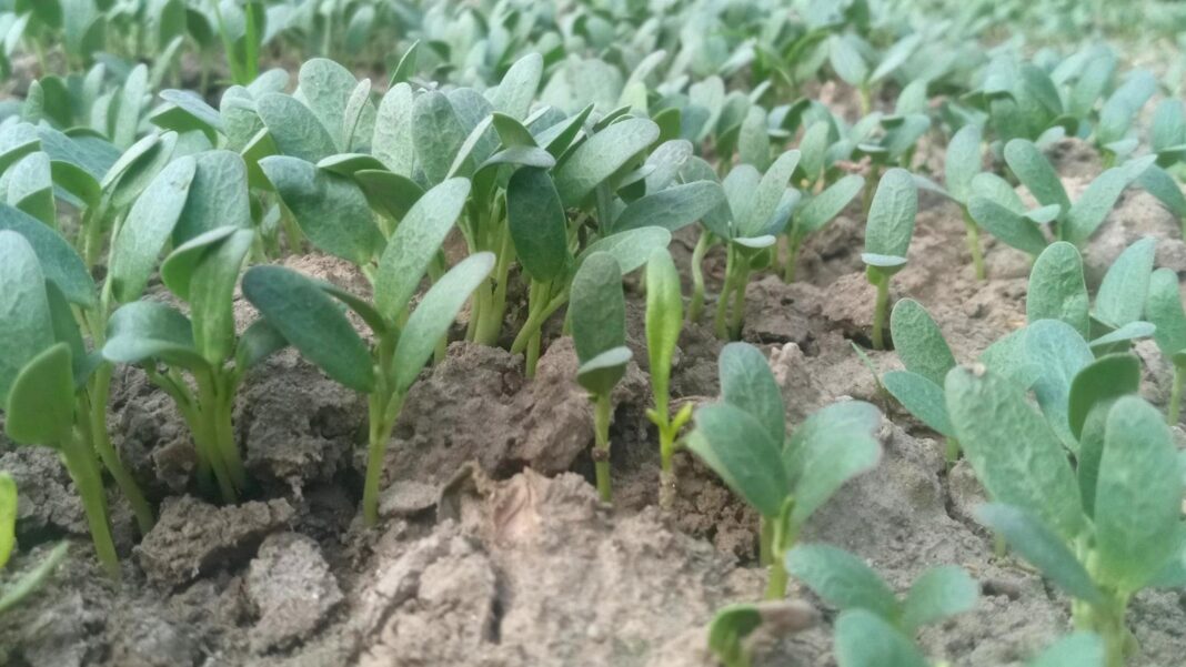 The Benefits of Pet Ownership for Seniors’ Physical and Mental Health