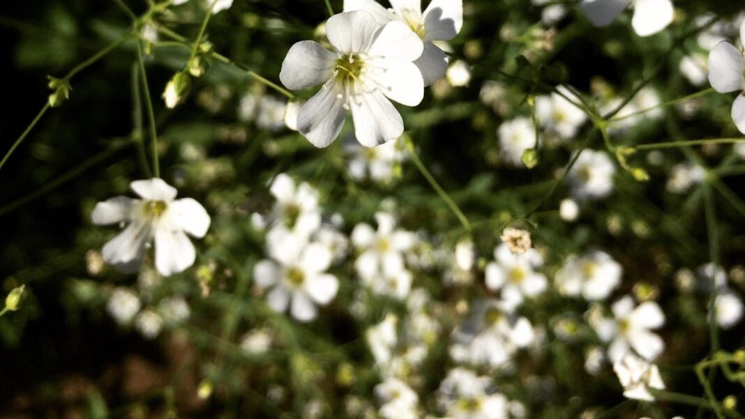 Rejuvenating Skincare for Seniors: Moisturizing and Sun Protection