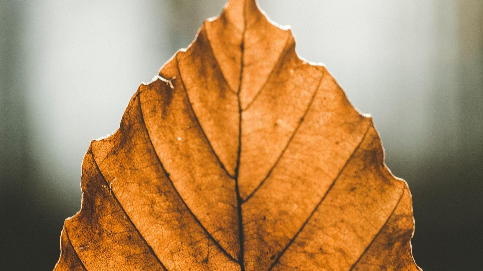 Staying Socially Connected: The‌ Importance ‍of Dance‍ Communities ⁣for Seniors