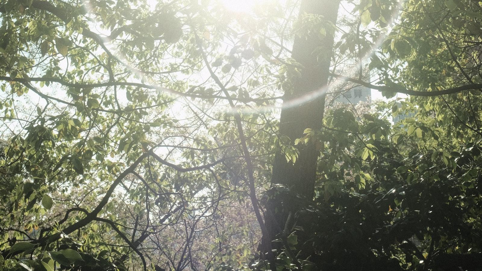 Taking Charge‌ of ⁢Your Health: Prioritizing Sunlight ‌and Supplements