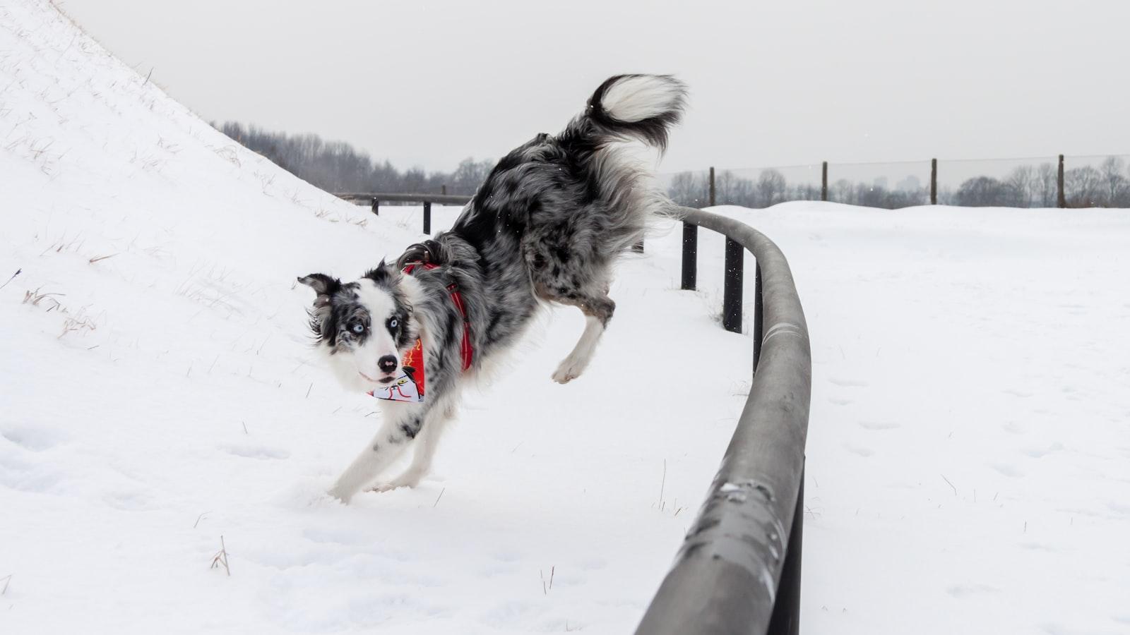 Harnessing the Healing Powers of Herbal Supplements